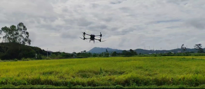 无人机吹水作业，抓住短暂的雨停时间，抢收稻谷！