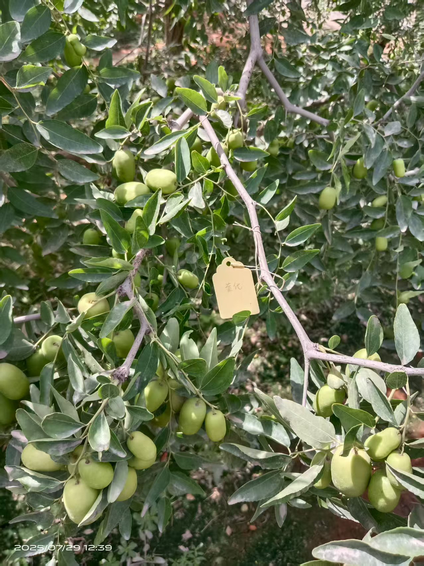 这是棵黄化树，艾乐根处理，100毫升，树盘开浅沟（10㎝），兑水35斤冲施，埋沟。现在产量很棒
