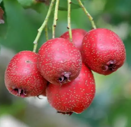 山楂
采购意向地：&nbsp;面向全国
送货地区：&nbsp;山东
其他要求：&nbsp;寻求靠谱货源，长期合