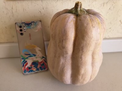 株洲市仙庾岭山脚下种植的有机生态金香蜜南瓜。喝山泉雨露长大，口感最是甜粉糯。对所