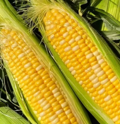 湖北玉米 太阳花玉米 对接电商市场商超 可视频看货，服务宗旨：诚信经营，客户至上