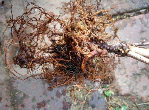 蓝莓根腐病由真菌引发，致根烂叶黄，需选抗病种、控水肥、用药物防治。