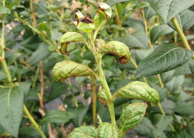 蓝莓蓟马微小难察，危害叶片嫩梢花果，需农物生化综合防治