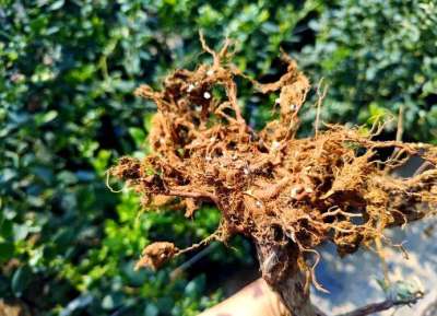 蓝莓根腐病镰刀菌致，根腐叶枯株萎，农化生防结合控病保产