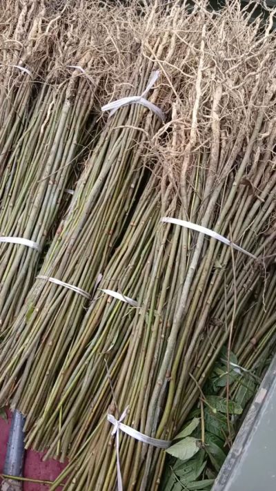 出售臭椿苗，药用连翘苗，科研五号优质种苗，2/5年苗，药用连翘树，挂果树，全国包邮到家！财富密码18534302961