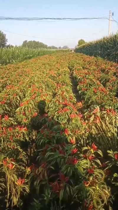 金樱一号辣椒，早熟，大果形，抗日灼，果子重