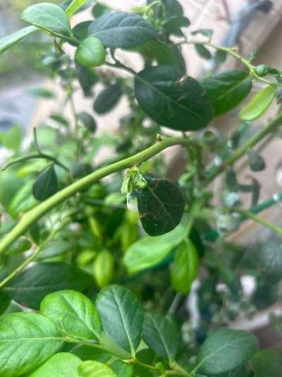 蓝莓白粉虱：从识别到防治的全指南