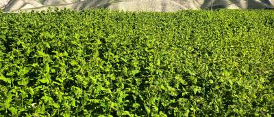 甘肃省兰州市永登县通远镇今年的荞麦价格3.5左右，大面积种植。