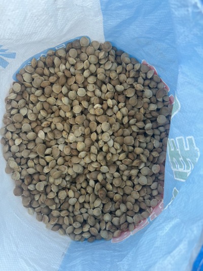 
**西北杏核&mdash;&mdash;来自大漠的自然馈赠**

在广袤的西北大地，阳光充足、昼夜温差