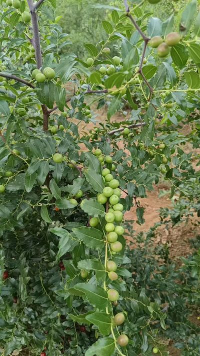 晋酸六号，药用酸枣高产苗。需要联系18534302961