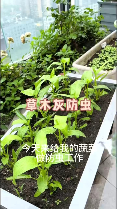 草木灰防虫，防根腐病