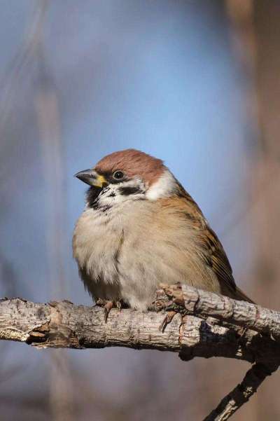 蓝莓鸟害啄果实，需多法驱鸟护产