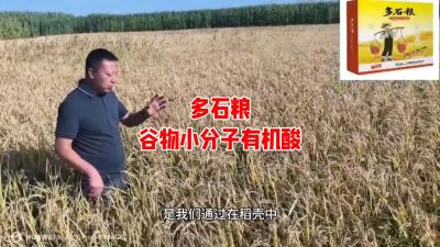 多石粮--谷物小分子有机酸
水稻/小麦，分蘖期 孕穗期 灌浆期 ，使用3次，增产看得见