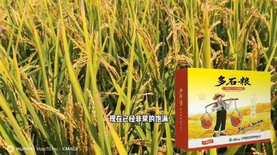 多石粮-谷物小分子有机酸，田间表现。
剑叶挺拔，灌浆饱，千粒重，上粮快。