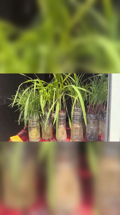 微生物菌剂，出厂前每克添加5亿微生物。最新实验生根育苗，保证不烧苗，促进毛细根增长，抑制病虫害，疏松土壤，保水保肥。近期需要用肥的老板提前联系，19331068337微信同步。