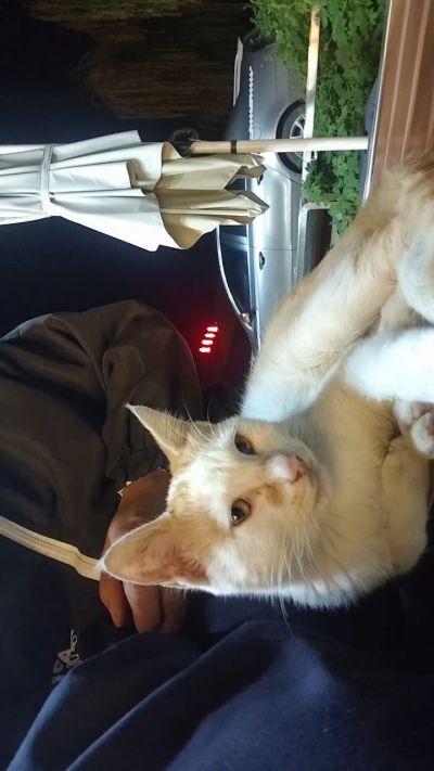 这是我在野外今年春天开始喂养的小猫🐈🐱🐱🐱🐱🐱🐱🐱🐱🐱🐱🐱很可爱