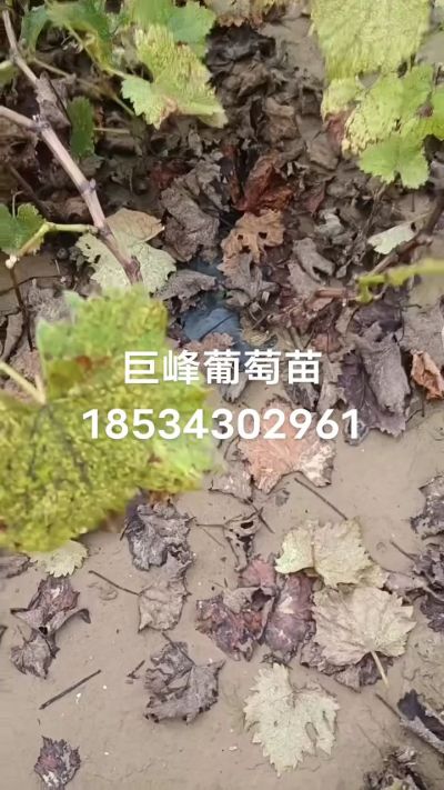 巨峰葡萄苗，一年扦插苗，苗圃基地直销！需要联系18534302961