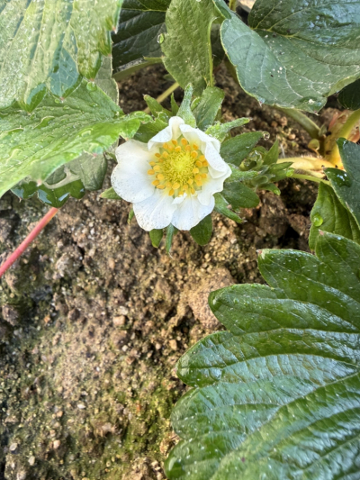 今年的碗苗上花快