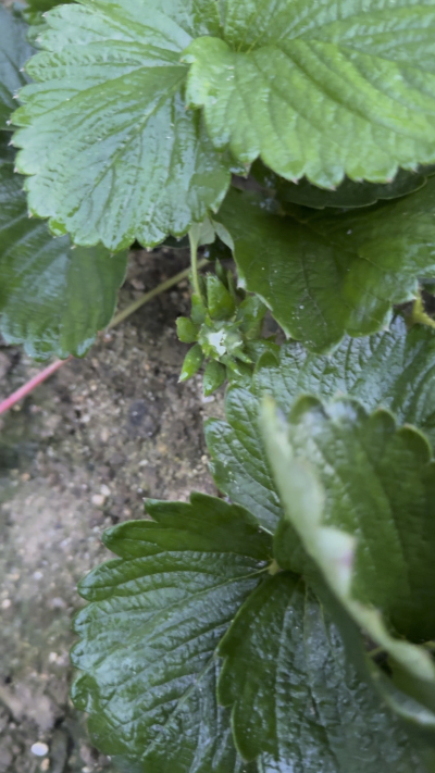 控不住就坏，控好了，比二冷冻快