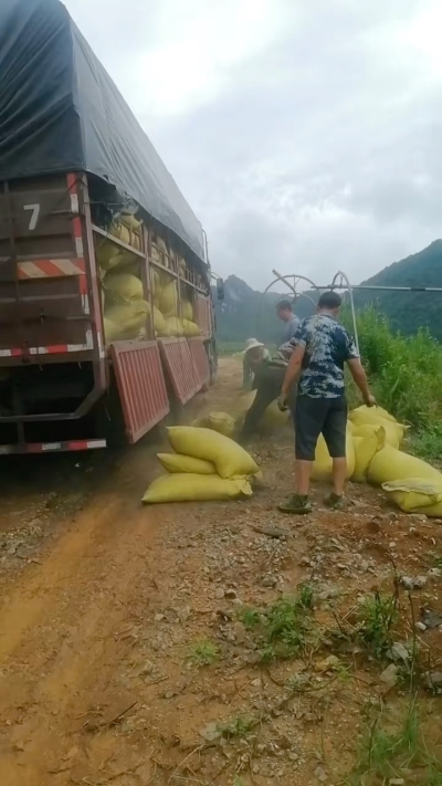 种植前先撒草木灰犁地，调节土壤，增加土壤肥力
#农业种植