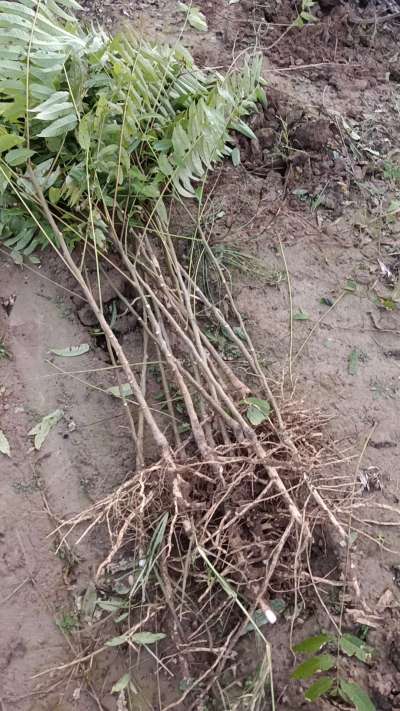 出售臭椿苗，巨峰葡萄苗。药用连翘苗，科研五号优质种苗，2/5年苗，药用连翘树，挂果树，全国包邮到家！财富密码18534302961