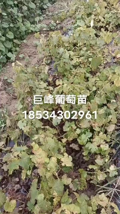 巨峰葡萄苗，一年扦插苗，苗圃基地直销。需要联系我18534302961