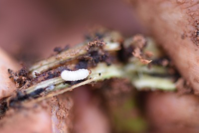 冬季甘薯采收后的田间管理&mdash;&mdash;清洁田园与土壤消毒