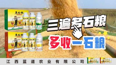 冬季种植，油菜，小麦，草莓等作物的，出现了除草剂药害，黄叶，僵苗，苗不长等问题，马上用多石粮，确保5天见到效果。