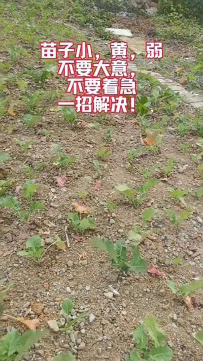 油菜苗子弱苗子小，就用多石粮，5天见效果。