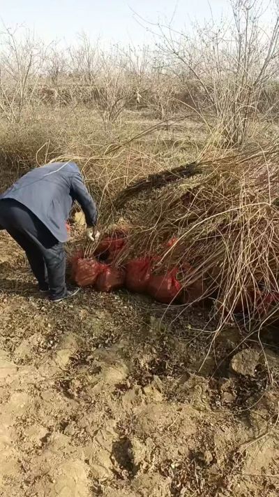 出售药用连翘苗，科研五号优质种苗，2/5年苗，药用连翘树，挂果树，全国包邮到家！财富密码18534302961出售药用连翘苗，科研五号优质种苗，2/5年苗，药用连翘树，挂果树，全国包邮到家！财富密码1