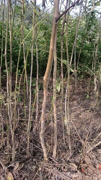 出售臭椿苗，巨峰葡萄苗。药用连翘苗，科研五号优质种苗，2/5年苗，药用连翘树，挂果树，全国包邮到家！财富密码18534302961