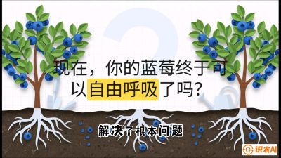 第3节：别把树&ldquo;憋死&rdquo;&mdash;&mdash;正确的定植与换盆手法,   课程：《蓝莓&ldquo;高产&rdquo;实战课：从选苗到丰收的10个关键点》