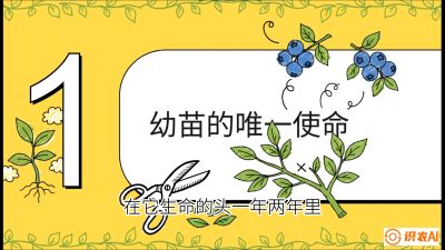 第6节：修剪决定产量（上）&mdash;&mdash;幼苗期与生长期修剪， 课程：《蓝莓&ldquo;高产&rdquo;实战课：从选苗到丰收的10个关键点》