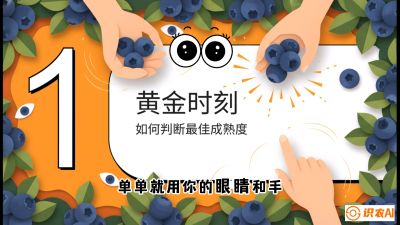 第10节：完美的&ldquo;果粉&rdquo;&mdash;&mdash;采摘时机与保鲜， 课程：《蓝莓&ldquo;高产&rdquo;实战课：从选苗到丰收的10个关键点》