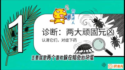 第06节：顽固虫害防治&mdash;&mdash;&ldquo;钻心虫与红蜘蛛，打准时间才服输&rdquo;《槟榔种植：从不懂到精通的10堂必修课》