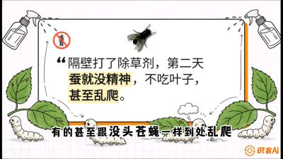 第05节：养蚕人的&ldquo;排雷战&rdquo;&mdash;&mdash;除草剂的生死禁忌，课程：《桑海淘金：桑树高产与蚕桑安全进阶实战课》