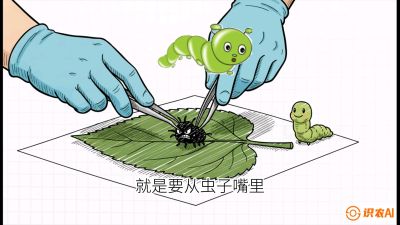 第07节：虫口夺叶（下）&mdash;&mdash;不得不打药时的&ldquo;解毒术&rdquo;，课程：《桑海淘金：桑树高产与蚕桑安全进阶实战课》