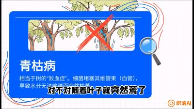 第08节：看不见的杀手&mdash;&mdash;青枯病与萎缩病，课程：《桑海淘金：桑树高产与蚕桑安全进阶实战课》