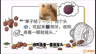 第10节：甜蜜的科学&mdash;&mdash;膨大、增甜与转色，课程：《桑海淘金：桑树高产与蚕桑安全进阶实战课》