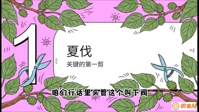 第11节：叶果双收&mdash;&mdash;特殊的夏伐与冬伐，课程：《桑海淘金：桑树高产与蚕桑安全进阶实战课》