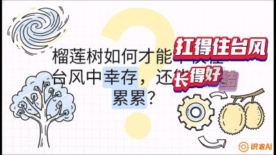 第四节：中国榴莲突围战：为生存重塑权型，抗台风矮化栽培与力学牵引，课程：《国产榴莲突围战：从泰国经验到中国实操的8堂必修课（高阶实战版）》