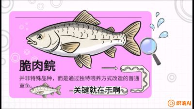 第六节：【老品升级&middot;脆肉鲩】如何让草鱼身价翻倍？，课程：《黄金鳞甲：2025中国淡水鱼高效养殖实战营》