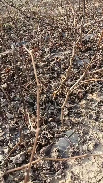 巨峰葡萄苗，一年扦插苗，，全国包邮到家！需要联系18534302961