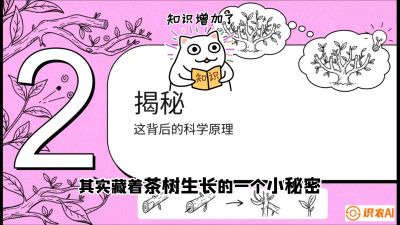 第04节（修剪篇）：树势复活术：从&ldquo;越剪越弱&rdquo;到&ldquo;枝繁叶茂&rdquo;的能量管理与夏秋茶逆袭，课程：《茶金时代：从&ldquo;看天吃饭&rdquo;到&ldquo;精准控局&rdquo;的茶叶高产提质实战课》