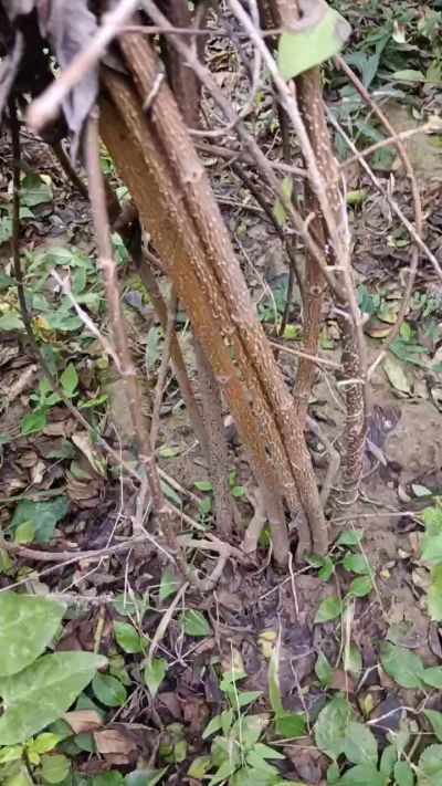 出售药用连翘苗，科研五号优质种苗，2/5年苗，药用连翘树，挂果树，全国包邮到家！财富密码18534302961出售药用连翘苗，科研五号优质种苗，2/5年苗，药用连翘树，挂果树，全国包邮到家！财富密码1