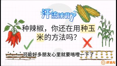 第1节：【品种定江山】工业辣椒vs小米辣：底肥公式与密度陷阱的&ldquo;百万生意经&rdquo;，课程：《辣椒种植实战特训营，从工业辣椒到精品小米辣，教你如何把&ldquo;草&rdquo;种成&ldquo;金&rdquo;》