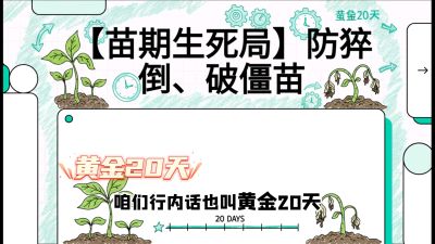 第2节：【苗期生死局】防猝倒、破僵苗，决定后期产量的&ldquo;黄金20天&rdquo;，课程：《辣椒种植实战特训营，从工业辣椒到精品小米辣，教你如何把&ldquo;草&rdquo;种成&ldquo;金&rdquo;》