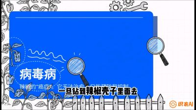 第5节：【病毒病阻击】辣椒的&ldquo;癌症&rdquo;怎么治？从&ldquo;绝收恐慌&rdquo;到&ldquo;带毒生产&rdquo;的逆转术，课程：《辣椒种植实战特训营，从工业辣椒到精品小米辣，教你如何把&ldquo;草&rdquo;种成&ldquo;金&rdquo;》