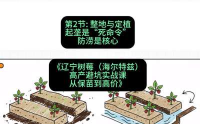 第二节： 整地与定植&mdash;&mdash;起垄是&ldquo;死命令&rdquo;，防涝是核心，课程：《辽宁树莓（海尔特兹）高产避坑实战课：从保苗到高价》