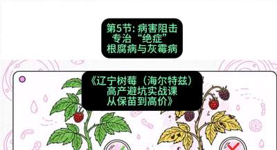 第五节： 病害阻击&mdash;&mdash;专治&ldquo;绝症&rdquo;根腐病与灰霉病，课程：《辽宁树莓（海尔特兹）高产避坑实战课：从保苗到高价》